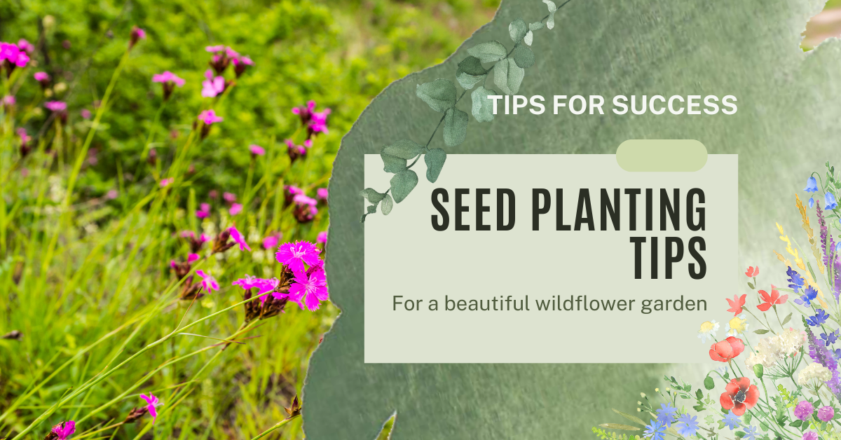 how to plant wildflowers tips